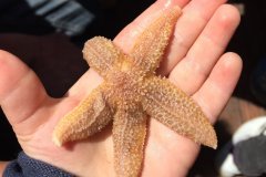 Seestern Watt Friedrichskoog Nordsee Ferienhof Wittmaack Ferienwohnung Dithmarschen Bauernhofurlaub Kinderferienhof beliebtester Ferienhof Schleswig-Hostein S-H SH Urlaub auf dem Bauernhof Büsum Nordfriesland St. Peter-Ording Kinderbauernhof Familienurlaub auf dem Lande Familienbauernhof Ferienwohnung an der Nordsee