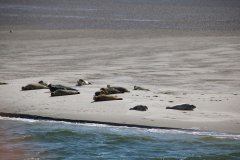 Seehunde auf der Sandbank Friedrichskoog beliebtester Ferienhof 2021 S-H SH Dithmarschen Schleswig-Holstein Ferienwohnungen Ponyreiten Bauernhofurlaub Nordseeküste Ostfriesland Nordfriesland Dithmarschen Büsum St. Peter-Ording Kinderferienhof Landreise Nordseeurlaub Familienbauernhof Kinderferienhof Kinderbauernhof Nordsee Ferienhof Wittmaack