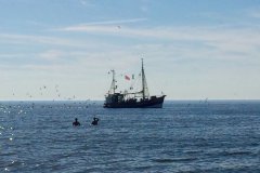 Krabben Nordsee Ferienhof Wittmaack beliebtester Ferienhof 2021 Schleswig-Holstein S-H SH Bauernhofurlaub in Friedrichskoog Büsum St. Peter-Ording Dithmarschen Nordfriesland Ostfriesland Ferienwohnung Nordseeküste Familienurlaub Friesische Küste Kinderbauernhof Familienferienhof Kinderferienhof Familienbauernhof Nordseeküste Schwimmbad Landreise.de Urlaub auf dem Bauernhof Wittmaack