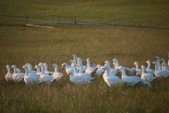 Gänse am Deich Nordsee Bauernhofurlaub beliebtester Ferienhof Schleswig-Holstein 2021 Friedrichskoog Bauernhof Ferienwohnung Dithmarschen Urlaub mit Kind Traktorfahrt S-H SH Nordsee Ferienhof Wittmaack