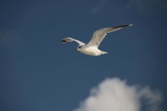 Möwe am blauen Himmel - Nordsee beliebtester Ferienhof S-H SH Schleswig-Holstein Bauernhofurlaub mit Kindern Urlaub auf dem Bauernhof Ferienwohnung Dithmarschen Friedrichskoog Pool Büsum Sankt Peter Ording Nordfriesland Friesische Küste Nordseeinseln Nordsee Ferienhof Wittmaack