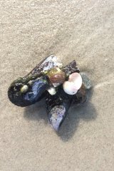 Muscheln suchen im Nordseewatt, beliebtester Ferienhof S-H Nordsee Bauernhofurlaub in Friedrichskoog Traktorfahrt geführtes Ponyreiten Nordseeurlaub mit Kleinkind Sandkiste buddeln Nordsee Ferienhof Wittmaack Schleswig-Holstein Landreise Familienurlaub auf dem Lande Bauernhof Nordsee