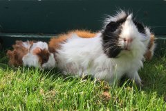 Meerschweinchen Hasen Esel Hühner beliebtester Ferienhof Schleswig-Holstein Landreise Urlaub auf dem Bauernhof Ferienwohnung Dithmarschen Friedrichskoog Pony Büsum Nordfriesland Sankt Peter-Ording Bauernhofurlaub Nordseeküste Friesische Küste