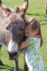 Streicheltiere Esel beliebtester Ferienhof Schleswig-Holstein Dithmarschen Nordseeküste Nordsee Ferienhof Wittmaack Friedrichskoog Büsum St. Peter-Ording Nordsee Bauernhofurlaub Familienserien Kinderferienhof Ferienwohnung