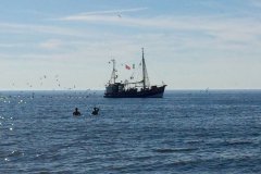 Nordsee pur Krabbenkutter beliebtester Ferienhof Schleswig-Holstein Bauernhof Wittmaack Friedrichskoog Dithmarschen Kinderbauernhof Büsum St. Peter-Ording Ferienwohnung Nordseeküste Bauernhofurlaub Nordseedeich