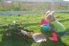 Enten auf dem Ferienhof Wittmaack in Friedrichskoog an der Nordsee beliebtester Ferienhof 2021 in Schleswig-Holstein Nordseeküste S-H SH Deutschland Familienurlaub Bauernhofurlaub Landurlaub Landreise.de Ferien mit kleinen Kindern Ferienwohnung Urlaub auf dem Bauernhof