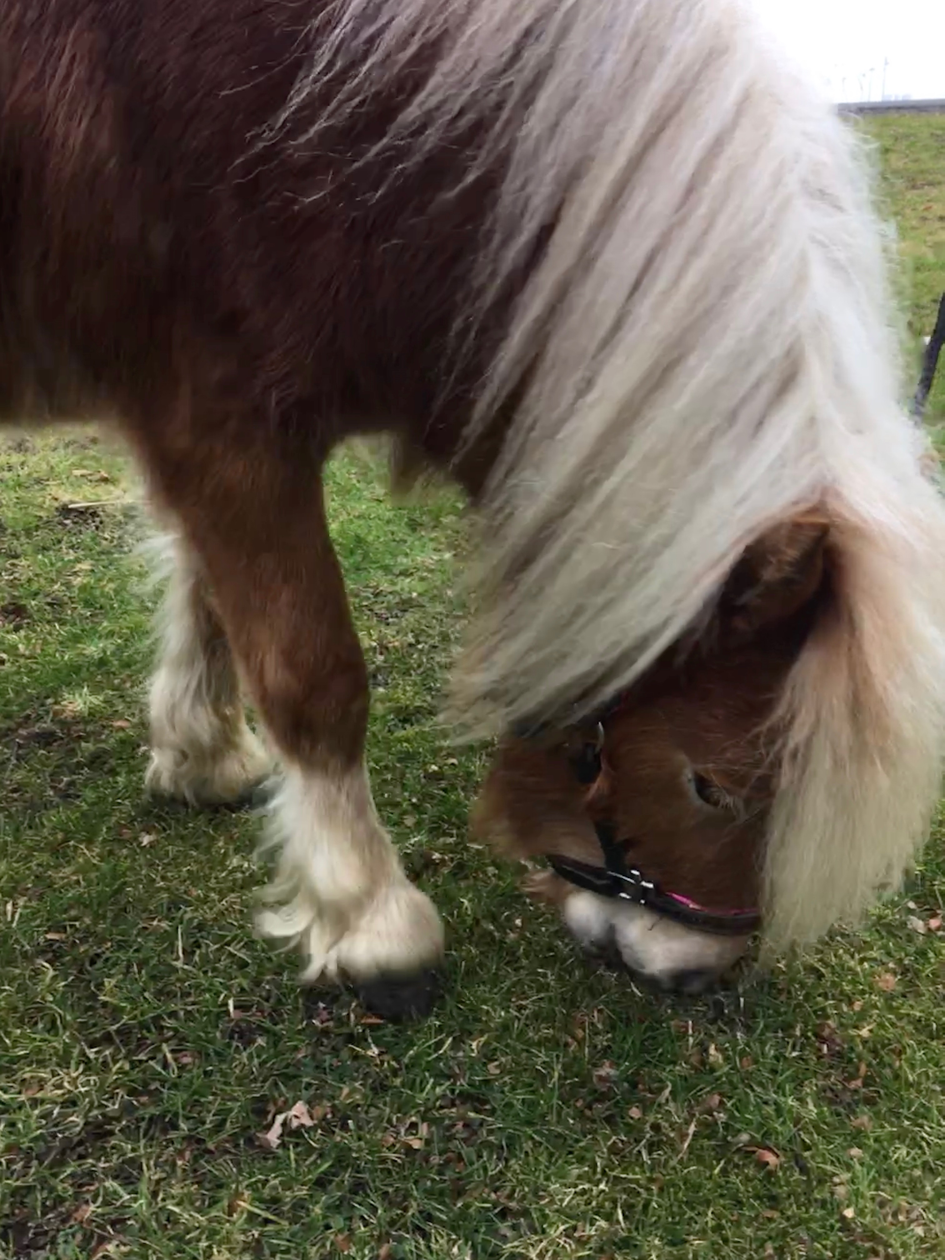 Pony Fara Pony Fara