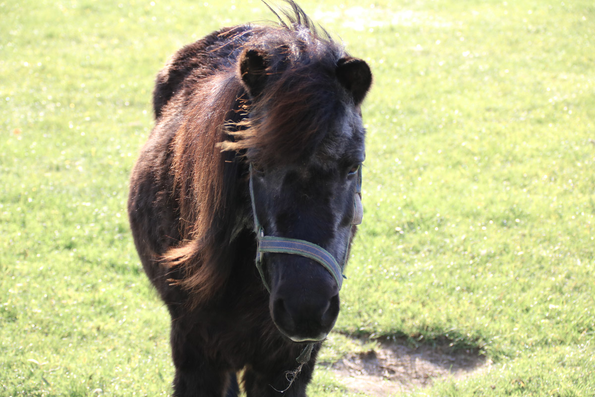 Pony Fara Pony Fara