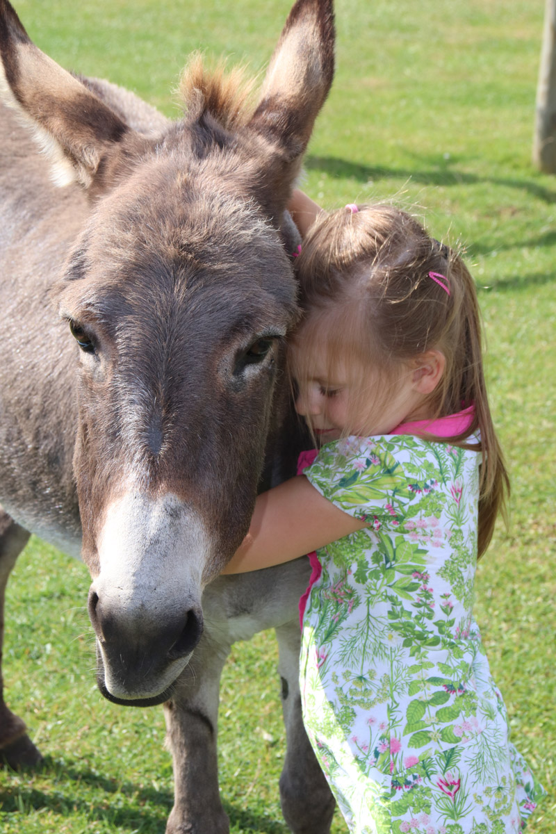 Nordsee-Ferienhof-Wittmaack-tierspass-kinderspass-Esel